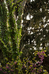 flowers in the countryside