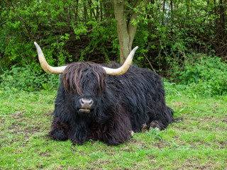 Black Highland Cow Laying Down