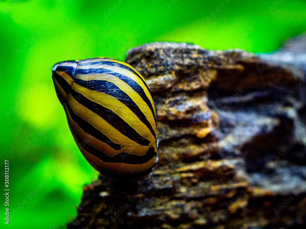 Wall mural spotted nerite snail (Neritina natalensis) eating on a rock in a fish tank - Wall murals