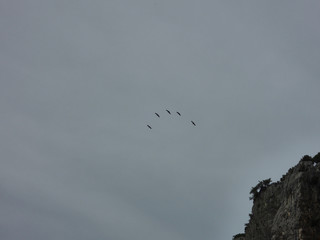 Four vultures flying over the Guadalquivir River as it passes through Cerrada de Utrero in the Natural Park of Sierra de Cazorla, Segura and Las Villas. In Jaén, Andalusia. Spain