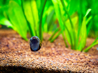 spotted nerite snail (Neritina natalensis) eating algae from the fish tank glass