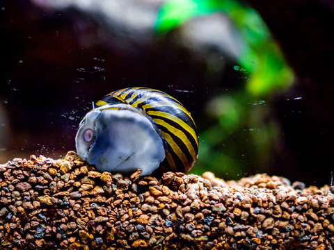 spotted nerite snail (Neritina natalensis) eating algae from the fish tank glass