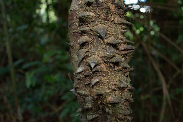 bark of a tree