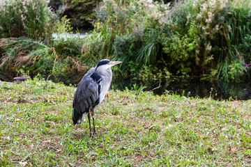 Great Blue Heron - Ardeas Herodias