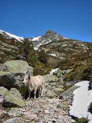 A cow in the valley of La Barranca in the Sierra de Guadarrama National Park. Madrid's community. Spain