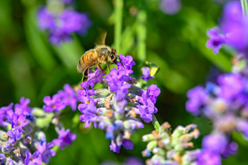 Bee (Apis) on lavender (Lavandula angustifolia) at a wild herb meadow.