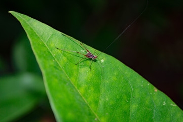 Insect on leaf