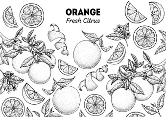 Orange hand drawn package design. Vector illustration. Orange sketch for menu design, brochure illustration. Black and white design. Citrus orange frame illustration. Can used for packaging design.
