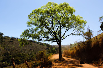 A tree in the middle of a road.