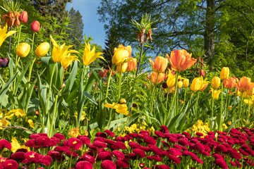 Colourful tulips in spring