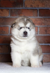 little puppy of breed Alaskan Malamute on the background of a brick wall