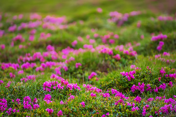 Rhododendron flowers in nature