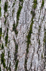 Fototapeta premium Photo tree bark covered with moss close-up. The tree trunk is brown, green, moss, rough pattern and cracks. Picture moss on a tree. Moss or lichen on the tree pattern. 