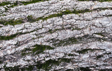 Photo tree bark covered with moss close-up. The tree trunk is brown, green, moss, rough pattern and cracks. Picture moss on a tree. Moss or lichen on the tree pattern.     