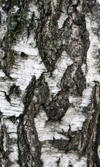 Photo tree bark covered with moss close-up. The tree trunk is brown, green, moss, rough pattern and cracks. Picture moss on a tree. Moss or lichen on the tree pattern.     