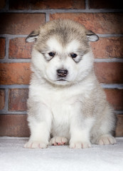 little puppy of breed Alaskan Malamute on the background of a brick wall