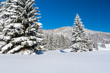 beautiful winter landscape with fluffy snow
