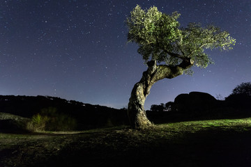 holm oak at night with stars, in the natural park of Cornalvo, Extremadura, Spain - obrazy, fototapety, plakaty