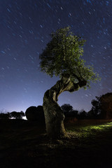 holm oak at night with stars, in the natural park of Cornalvo, Extremadura, Spain