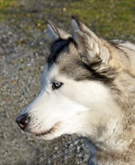 siberian Husky