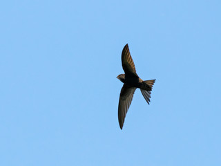 Common swift apus apus in flight under blue sky. Cute fast agile black bird in wildlife.
