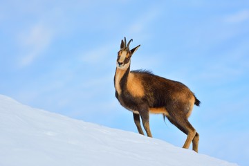 Obraz premium Chamois in the snow on the peaks of the National Park Picos de Europa in Spain.