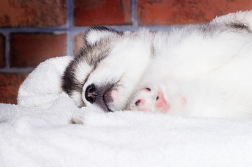 Fototapeta premium cute puppy sleeping breed alaskan malamute