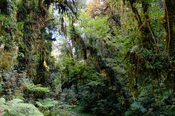 Amazing green tropical forest with bamboos, palms and woody ferns and giant rhododendrons. During trekking around Ghorepani. .