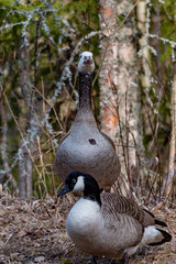 big canada goose standing in dry grass