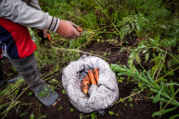 Agricultura colombiana en el municipio de Marinilla Antioquia; zanahoria, repollo, tomate y diversas verduras que se producen en las montañas antioqueñas 