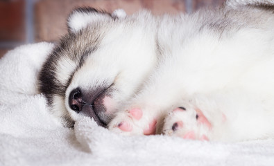 Obraz premium cute puppy sleeping breed alaskan malamute