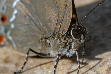 insects