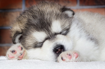cute puppy sleeping breed alaskan malamute