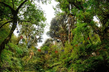 Amazing green tropical forest with bamboos, palms and woody ferns and giant rhododendrons. And hanging prayer flags. During trekking around Ghorepani.