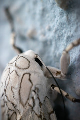 insects