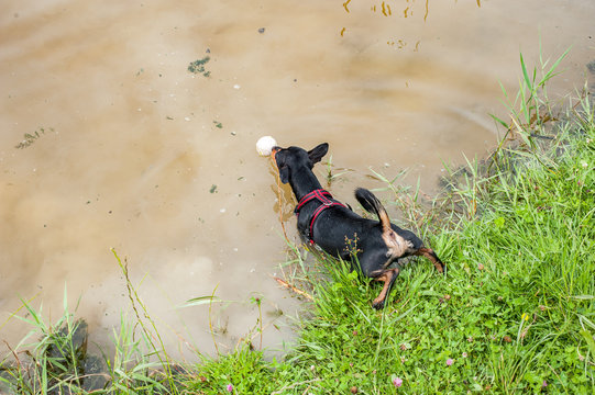 Miniature pincher with frontlegs in the water of a pool looking for a ball in the water