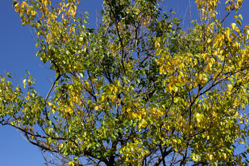 Leaves of the oak tree against blue sky. Tree branches against the sky. Green tree against the sky