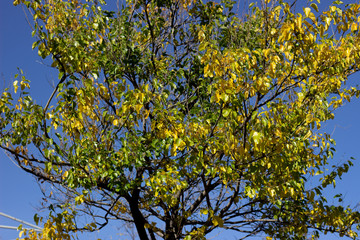 Leaves of the oak tree against blue sky. Tree branches against the sky. Green tree against the sky