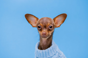 Portraite of cute puppy in sweater. Little smiling dog on bright trendy blue background. Free space for text.