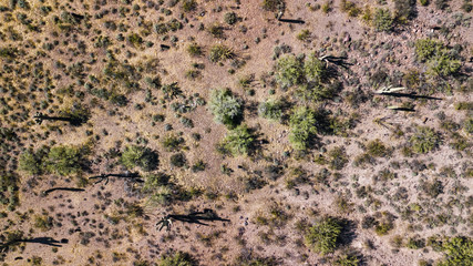 Drone view of a cactus field in Phoenix Arizona