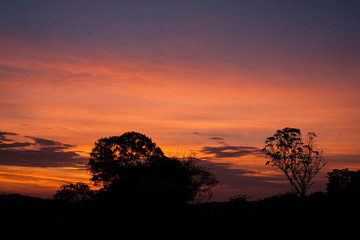 Fototapeta na wymiar Sunset behind a tree in Minas Gerais.