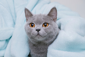 Funny large tabby cute kitten with beautiful big eyes. Pets and lifestyle concept. British Shorthair cat lying on plaid.