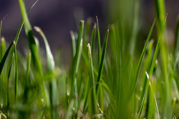 water drop shine. Green grass macro