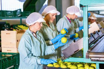Young women sorting  apples to crates and checking quality at on apples factory
