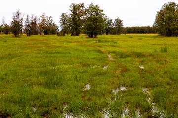 Flooded meadow in Matsalu National Park, Estonia. Suitsu touristic hiking trail full of water.