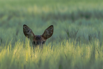 you can´t see me, but I see you