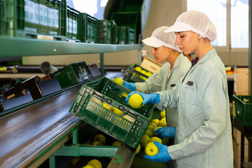active female employees in uniform sorting fresh apples on producing grading line