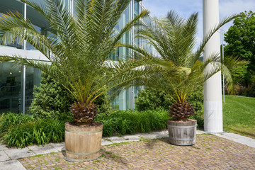 Large palm tree plant in a large wooden pot on the background of the facade of a building in a European city