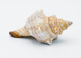 Sea shell isolated on a white background