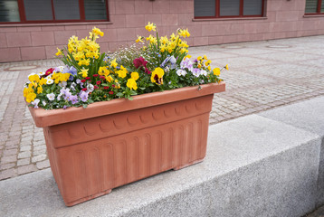 Brown plastic flower pot with flowers of daffodils, daisies and violets in the background of the building